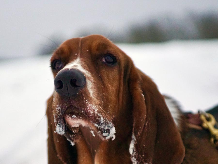 trinity-pet-supply trinity-pet-supply